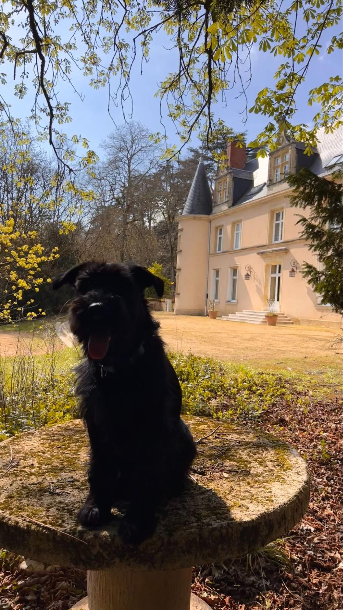 Une photo de Taco, le chien qui vit de temps en temps sur le site de La Roche Cotard